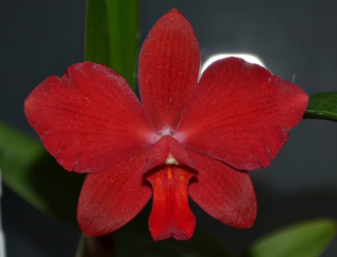 Cattleya bicolor Alba x Sophronitis coccinea