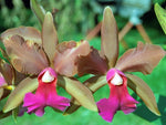 Carica l&#39;immagine nel visualizzatore Galleria, Cattleya bicolor x Blc. Toshie Aoki - Br Orquidea
