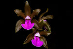 Carica l'immagine nel visualizzatore Galleria, Cattleya bicolor