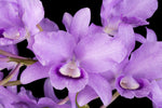 Carica l'immagine nel visualizzatore Galleria, Cattleya bowringiana var. coerulea