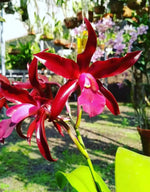 Carica l&#39;immagine nel visualizzatore Galleria, Cattleya Chocolate Drop x Schomburgkia superba - Br Orquidea

