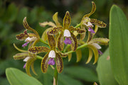 Cattleya guttata var. coerulea