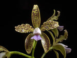 Carica l'immagine nel visualizzatore Galleria, Cattleya guttata var. coerulea