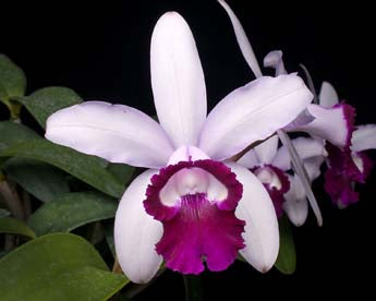 Cattleya intermedia