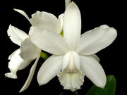 Cattleya intermedia var. alba