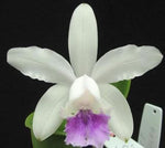 Carica l'immagine nel visualizzatore Galleria, Cattleya intermedia var coerulea