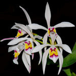 Carica l'immagine nel visualizzatore Galleria, Cattleya iricolor