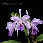 Load image into Gallery viewer, Cattleya jenmanii var. coerulea