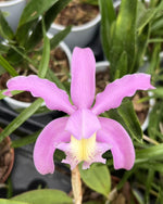 Carica l&#39;immagine nel visualizzatore Galleria, Cattleya schilleriana x kerrii
