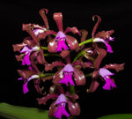 Load image into Gallery viewer, Cattleya leopoldii