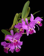 Carica l'immagine nel visualizzatore Galleria, Cattleya lueddemanniana (Blanca x Aguinada)