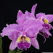 Cattleya lueddemanniana (Blanca x Aguinada)