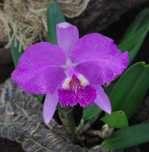 Cattleya lueddemanniana (Beatriz Losada x Augusta 1)