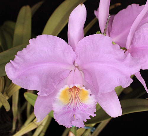 Cattleya lueddemanniana f. concolor ‘Boss x Boss#2’