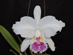 Carica l'immagine nel visualizzatore Galleria, Cattleya lueddemanniana f. semialba