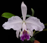 Carica l'immagine nel visualizzatore Galleria, Cattleya lueddemanniana var. coerulea