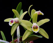 Cattleya luteola