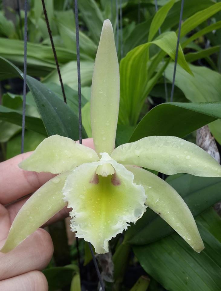 RLC Leprechaun Legend (Cattleya luteola × Rhyncholaelia digbyana)
