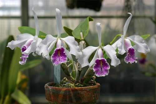 Cattleya maxima f. semialba