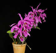 Cattleya maxima 'vittorino' compatta