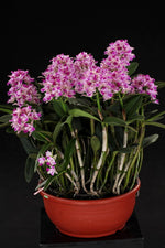 Carica l&#39;immagine nel visualizzatore Galleria, Cattleya Monte Elegante &#39;New Port&#39; (C. Penny Kuroda x C. Interglossa)

