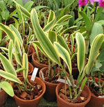 Carica l'immagine nel visualizzatore Galleria, Cattleya Moscombe (variegata)