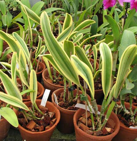 Cattleya Moscombe (variegata)