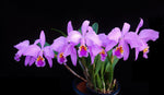 Load image into Gallery viewer, Cattleya mossiae type