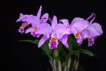 Carica l'immagine nel visualizzatore Galleria, Cattleya mossiae tipo 'Pink Commander'