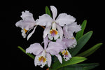 Carica l'immagine nel visualizzatore Galleria, Cattleya mossiae var. coerulea