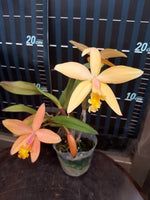 Carica l'immagine nel visualizzatore Galleria, Cattleya neokautskyi × jongheana