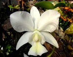 Carica l'immagine nel visualizzatore Galleria, Cattleya nobilior f. alba