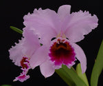 Carica l'immagine nel visualizzatore Galleria, Cattleya percivaliana