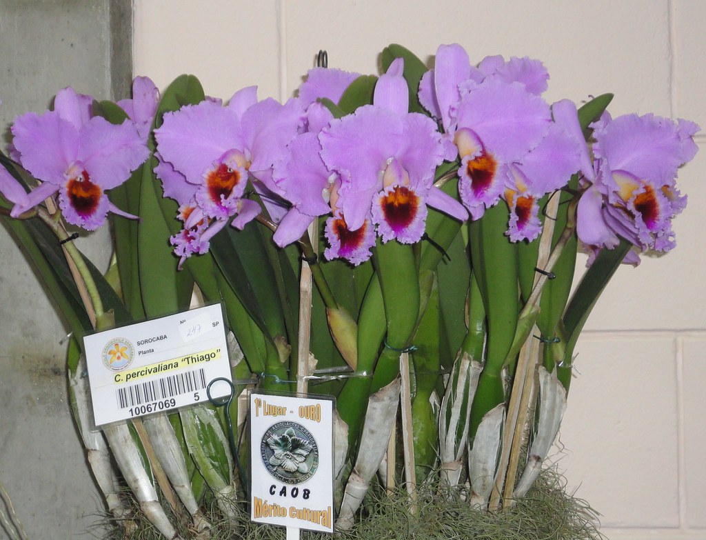 Cattleya percivaliana 'Thiago' (meristem) - Brazil Import