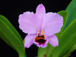 Carica l'immagine nel visualizzatore Galleria, Cattleya percivaliana 'Thiago' (meristem) - Brazil Import