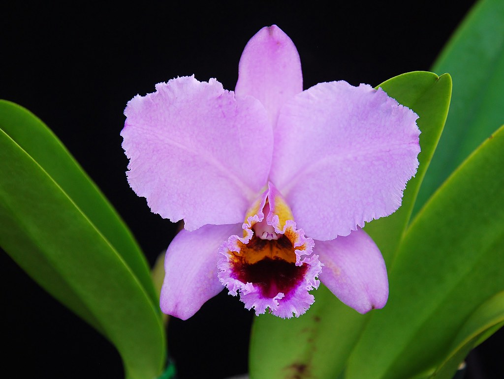 Cattleya percivaliana 'Thiago' (meristem) - Brazil Import