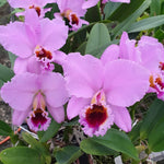 Carica l'immagine nel visualizzatore Galleria, Cattleya percivaliana 'Thiago' (meristem) - Brazil Import