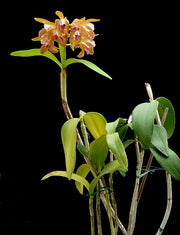 Cattleya porphyroglossa