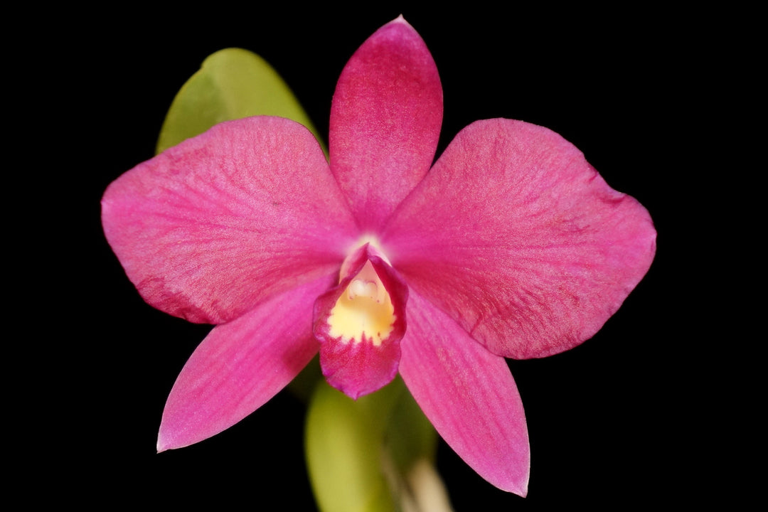 Cattleya Rubin x S. wittigiana