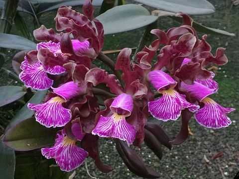 Cattleya schilleriana (nega 'Do Nego' x rubra 'Araça') - Br Orquidea