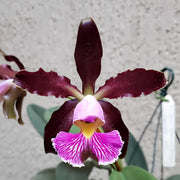 Cattleya schilleriana (Ouro Nego x Labelao) - Br Orquidea