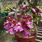 Load image into Gallery viewer, Cattleya schilleriana (nega 'Do Nego' x rubra 'Araça') - Br Orquidea