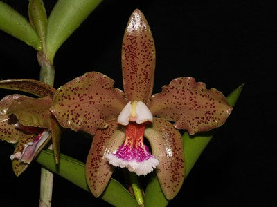 Cattleya schofieldiana