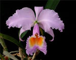 Carica l'immagine nel visualizzatore Galleria, Cattleya schroederae