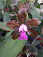 Carica l&#39;immagine nel visualizzatore Galleria, Cattleya tigrina &quot;Escura&quot; x Landate
