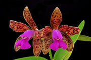 Cattleya tigrina