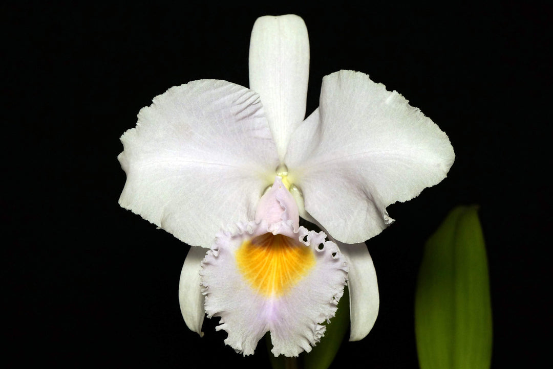 Cattleya trianaei f. albescens