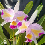 Carica l'immagine nel visualizzatore Galleria, Cattleya trianaei fma. trilabelo 'Lia' SBM/JOGA
