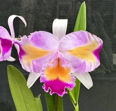 Cattleya trianaei fma. trilabelo 'Lia' SBM/JOGA