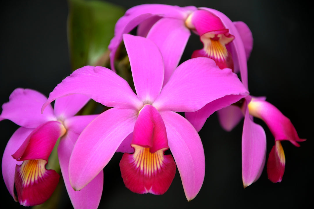 Cattleya violacea "Muse"